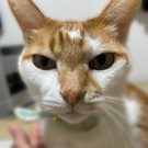 猫5匹と暮らす高田