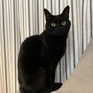 ごまのやまもと