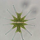 ハーディちゃん