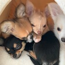 びっけ！ちゅぶ！ぱるる！ちさ！