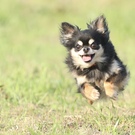 ペットカメラマンのりさん