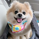 Pomeranianアロハ