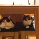 ほさきめんまやわらぎ