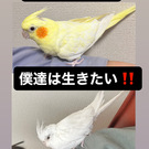 保護オカメインコ達と愛犬達