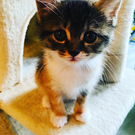 HappyCatsねこに恩返しの会〜依田菜穂子