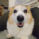 むってぃ つつパパ