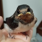 みかりんななな