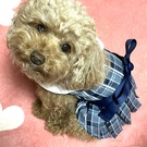 トイプードルのベル