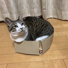 つちのこ