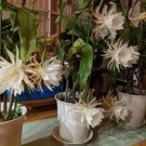 なかま＠55回生