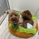 わらび・よもぎ