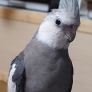 則彦(王子と姫の召使い)