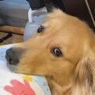 ゴールデンのうみ