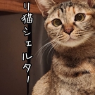 オリ猫シェルター/代表 片木和博