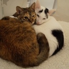 キャンドルテール＆かぎしっぽ