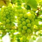 シャインマスカットちゃん