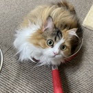 tokoten02（しの　ぶちん）