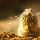 らとまきとかげ