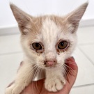 ペナン島 漁村猫 医療避妊去勢保護譲渡プロジェクト2023