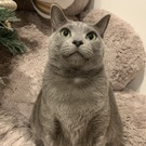 ロシブルいくら