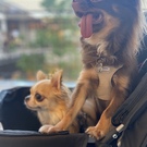 charo_chai_love525821