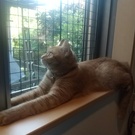 ア－ニャちゃんのお母さん