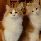 わたなべひろき