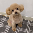 おはなちゃんの母