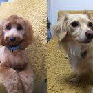 マロンと栗之介