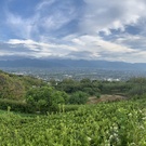 もふもふアトム