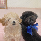 えるくんきゃろちゃん