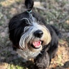 Tibetan terrier Dali