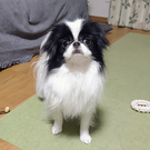 たかはし(狆のてん)