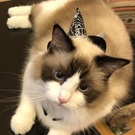 キニャコ・ハロウィン