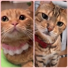 苺みかん＆ローズバイオレット