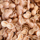 小倉商店｜最中種　たね倉