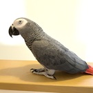 さとまる（ビーフォレスト）