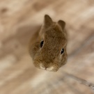 はっち＆ぴょんた