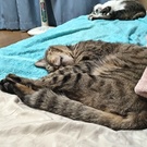 ねこのなっちゃん