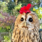harry.tawnyowl.n