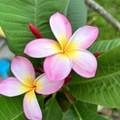 ぱーるじゃむおじさん