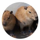 capybara9696