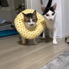 コハクノミコト