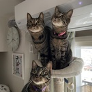 キジトラ三兄弟