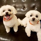 チョコアリスママ