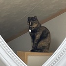 A Y A (≡・x・≡)♪