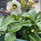 クリスマスローズ