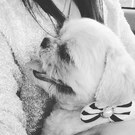 きょうこ(SORAtoIROプロジェクト)