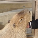 カピバラ・ジェイド