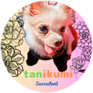 たにくみサキュレント